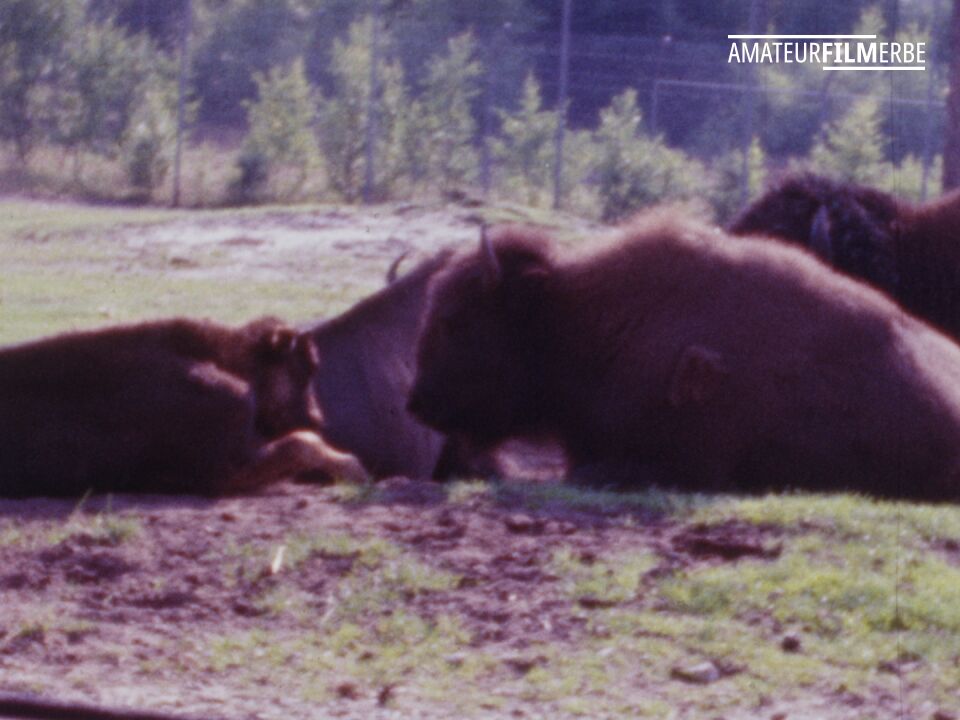 Serengeti Park Hodenhagen – Still 8/13