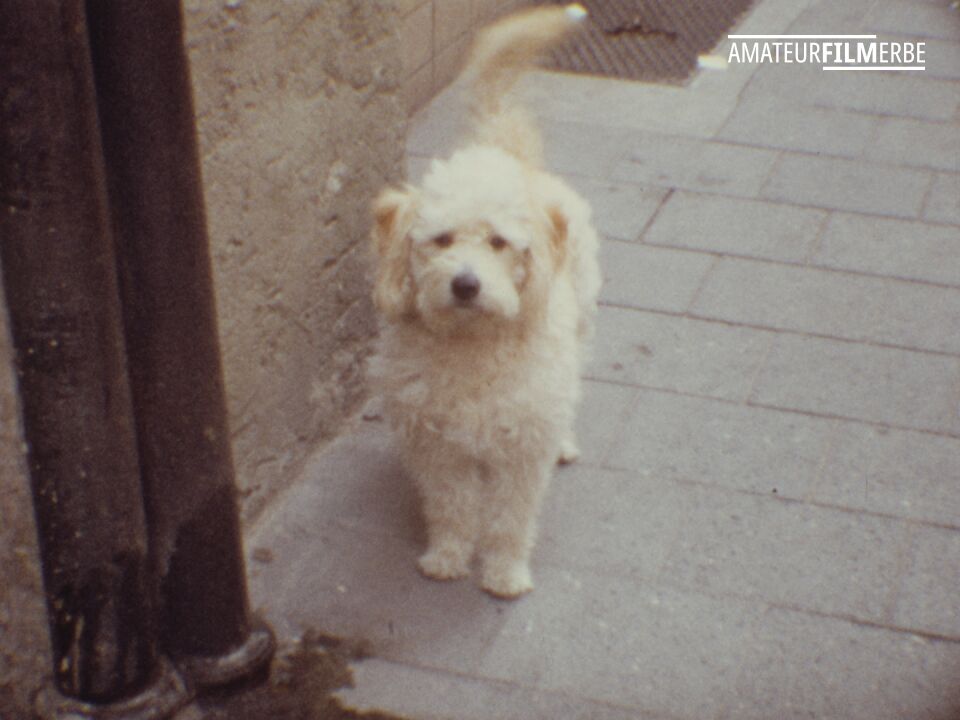 Regensburg residents and their dogs – Still 13/20